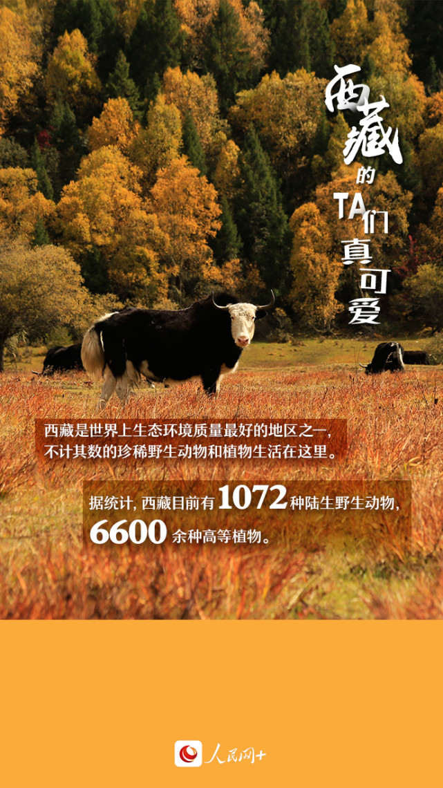 近距離觀察西藏“萌物”，走起！