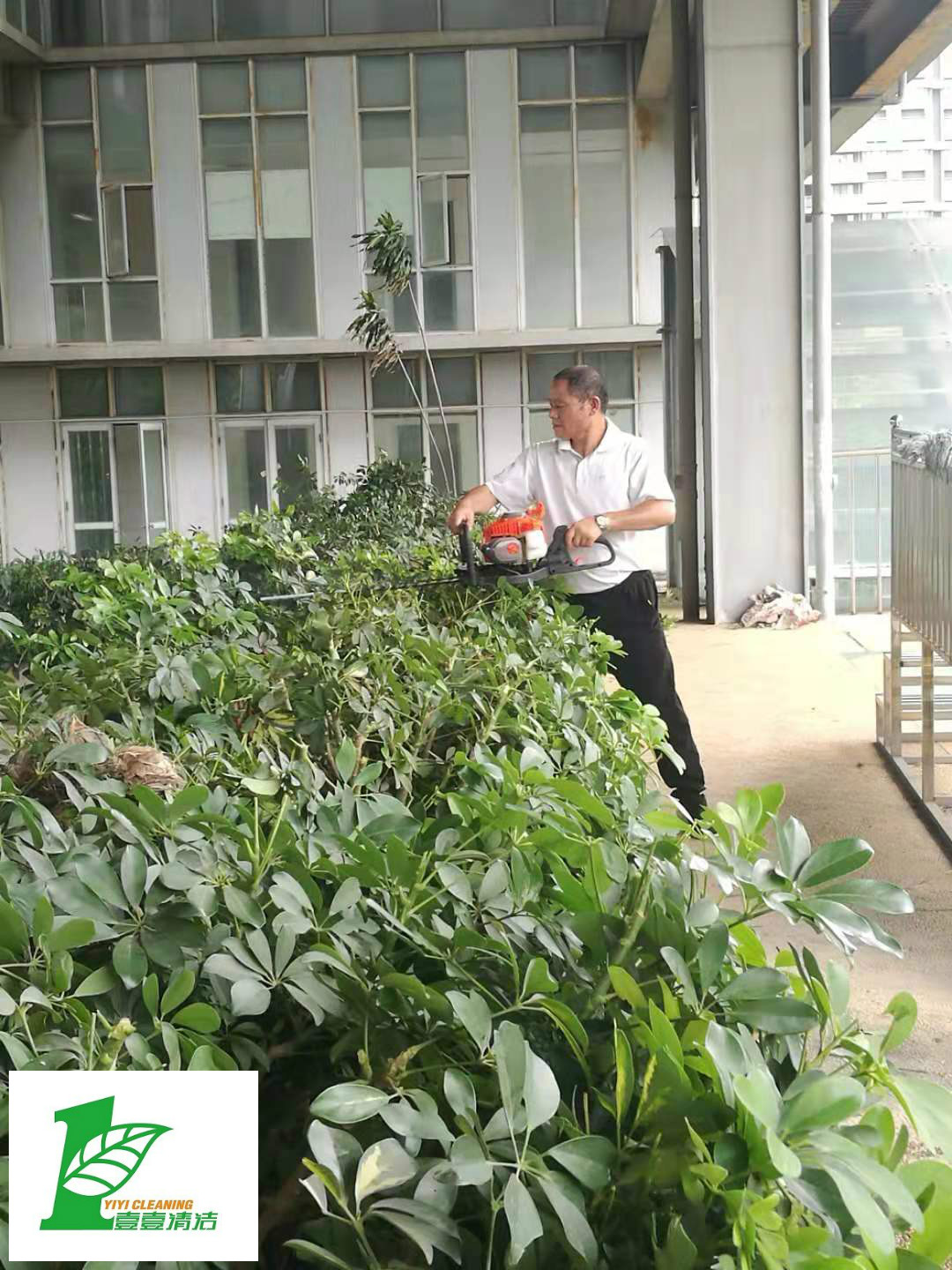 壹壹公司告訴您綠化養(yǎng)護(hù)必備修剪技巧？